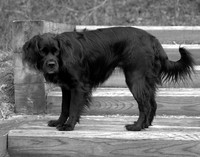 CRW_8109_bw