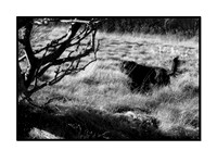 CRW_3414_IR_Frame