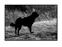 CRW_3408_IR_frame