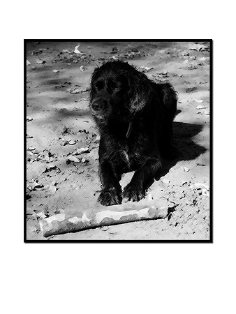 CRW_3079__bw_art