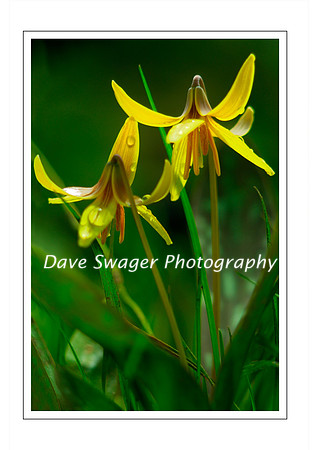 Trout Lilly