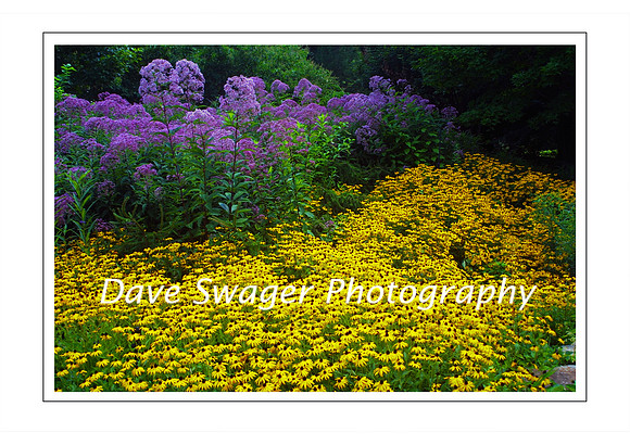Joe Pye & Cone Flower