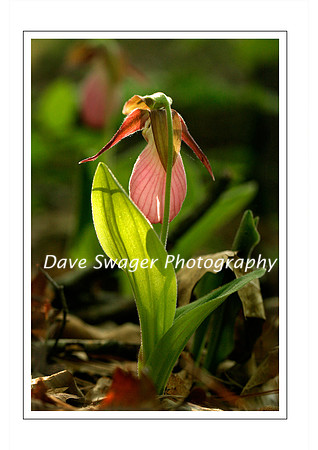 Lady Slipper