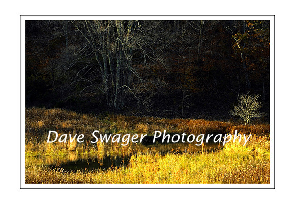 Beaverpond in Late Fall