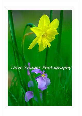 Daffodil & Chinese Temple Bell