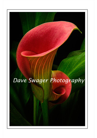 Calla Lillies